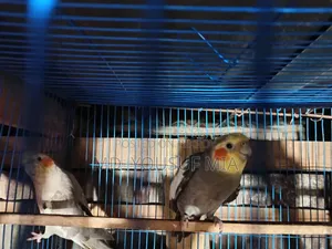 ককাটেল পাখি