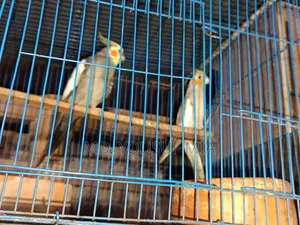 ককাটেল পাখি