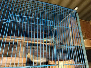 ককাটেল পাখি