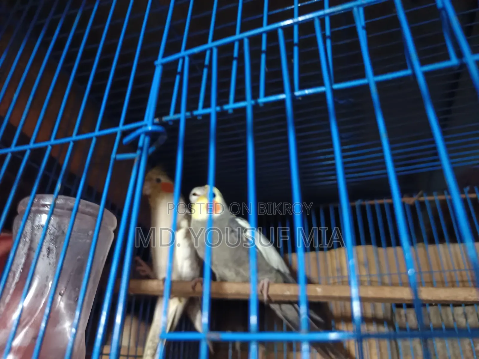 ককাটেল পাখি