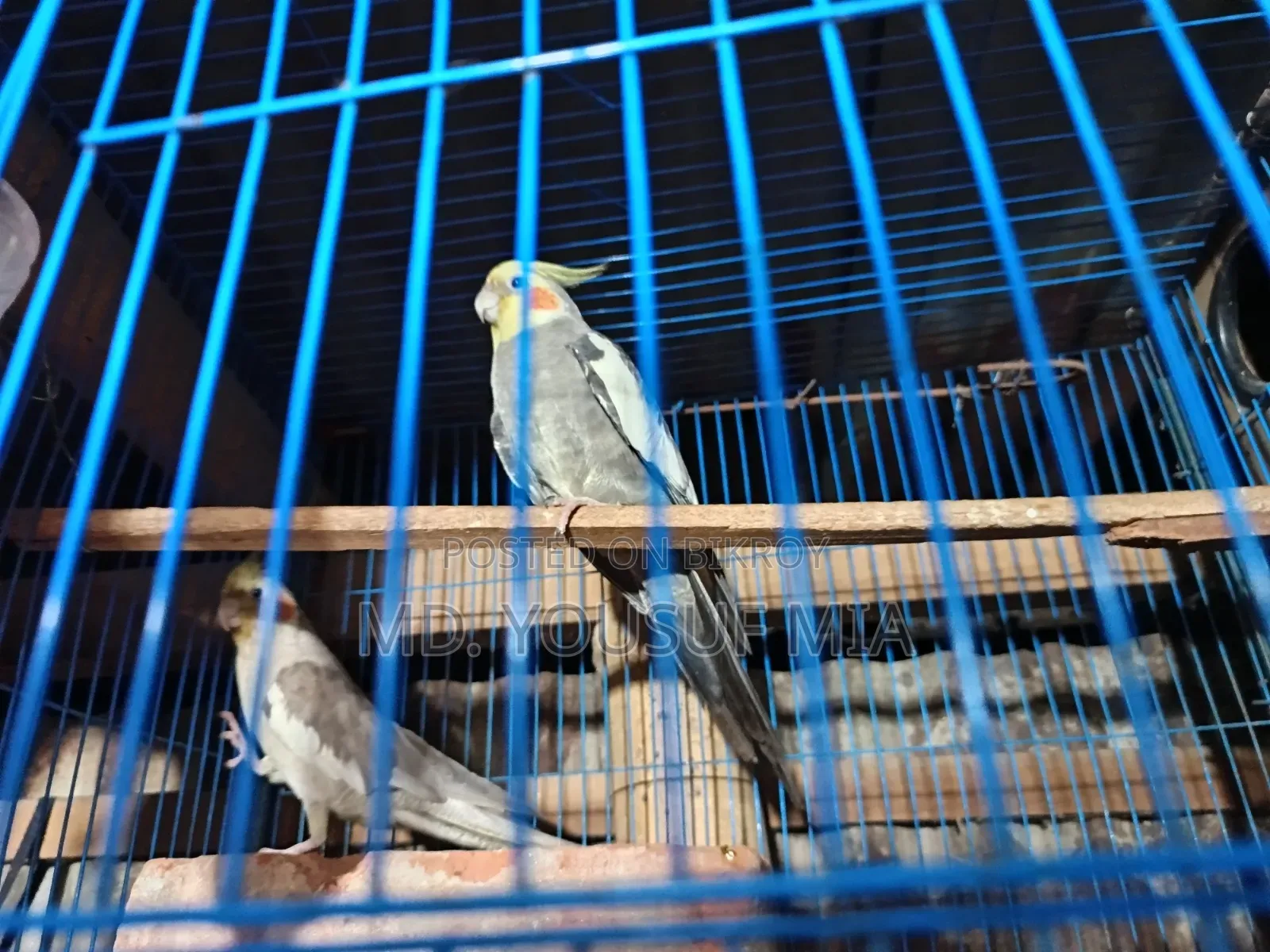 ককাটেল পাখি