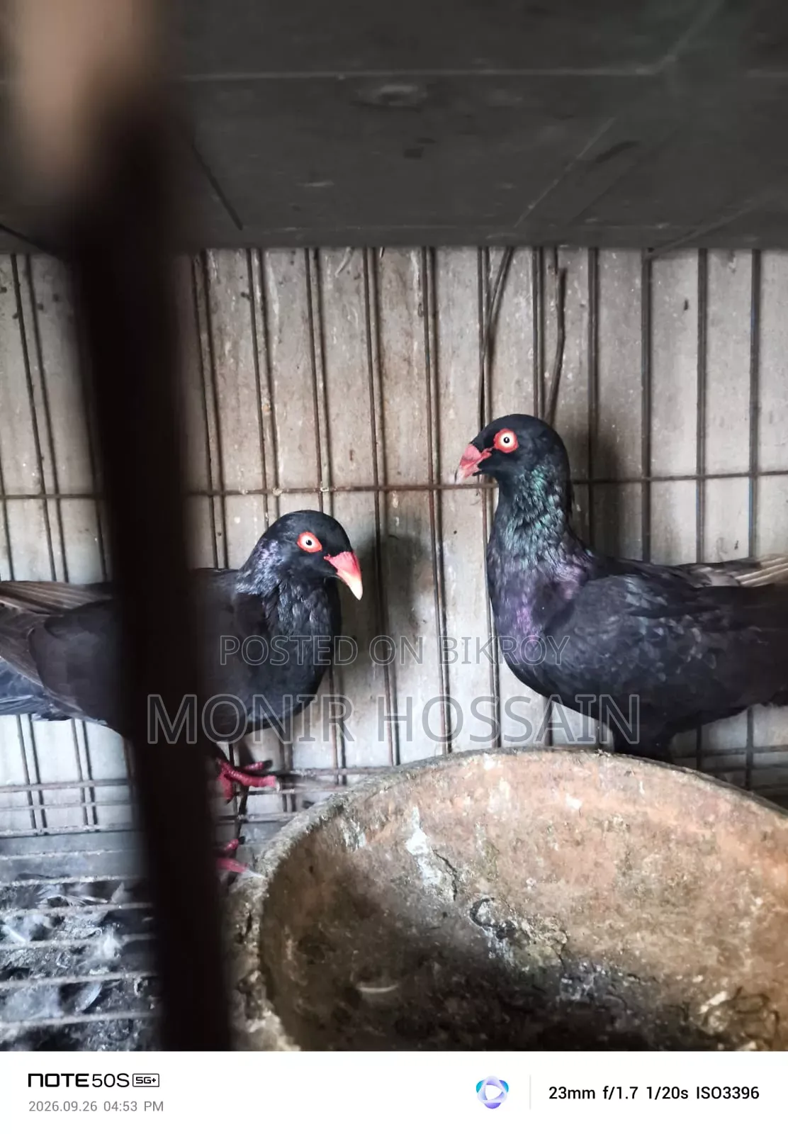 Black Danish Pigeon - Original