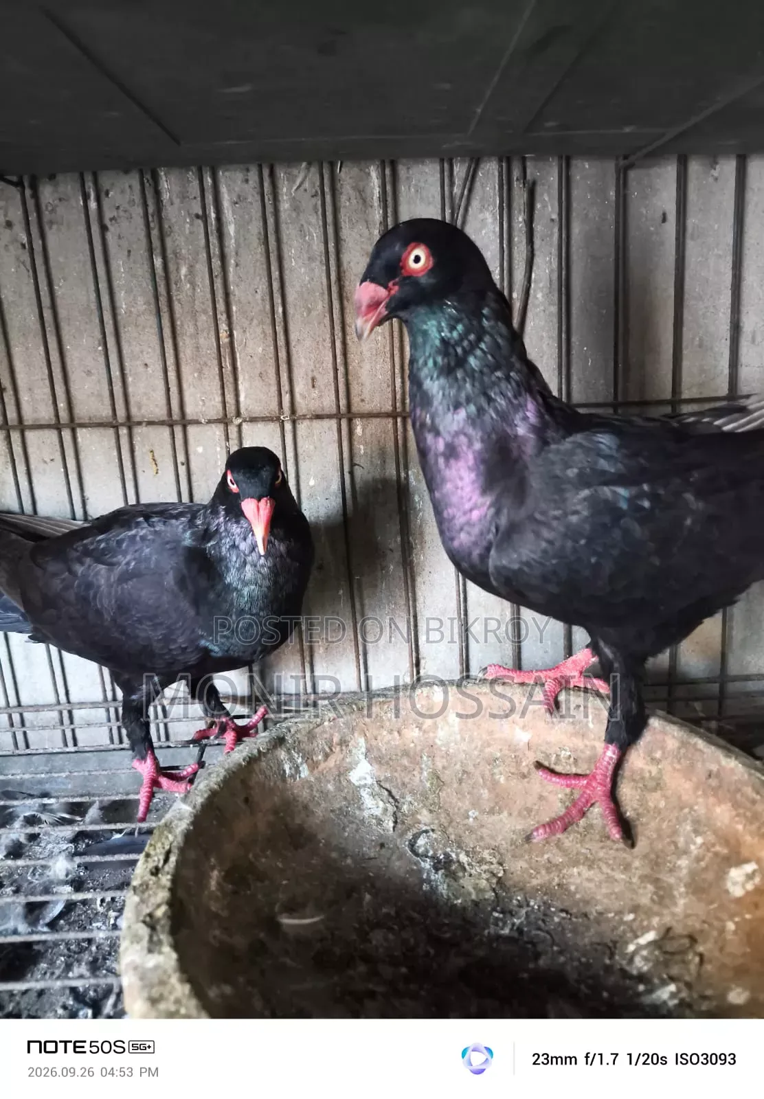 Black Danish Pigeon - Original