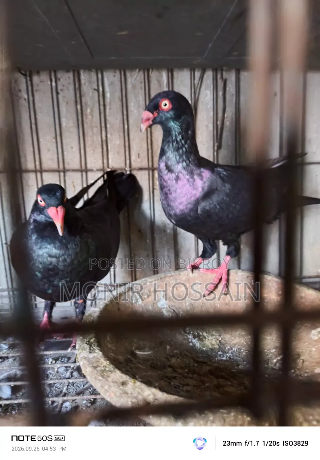 Black Danish Pigeon - Original