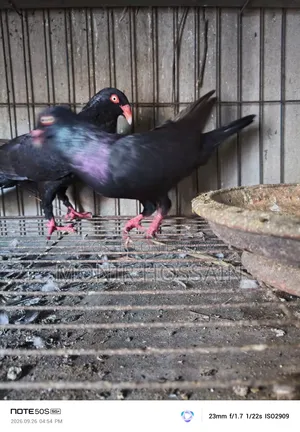 Black Danish Pigeon - Original
