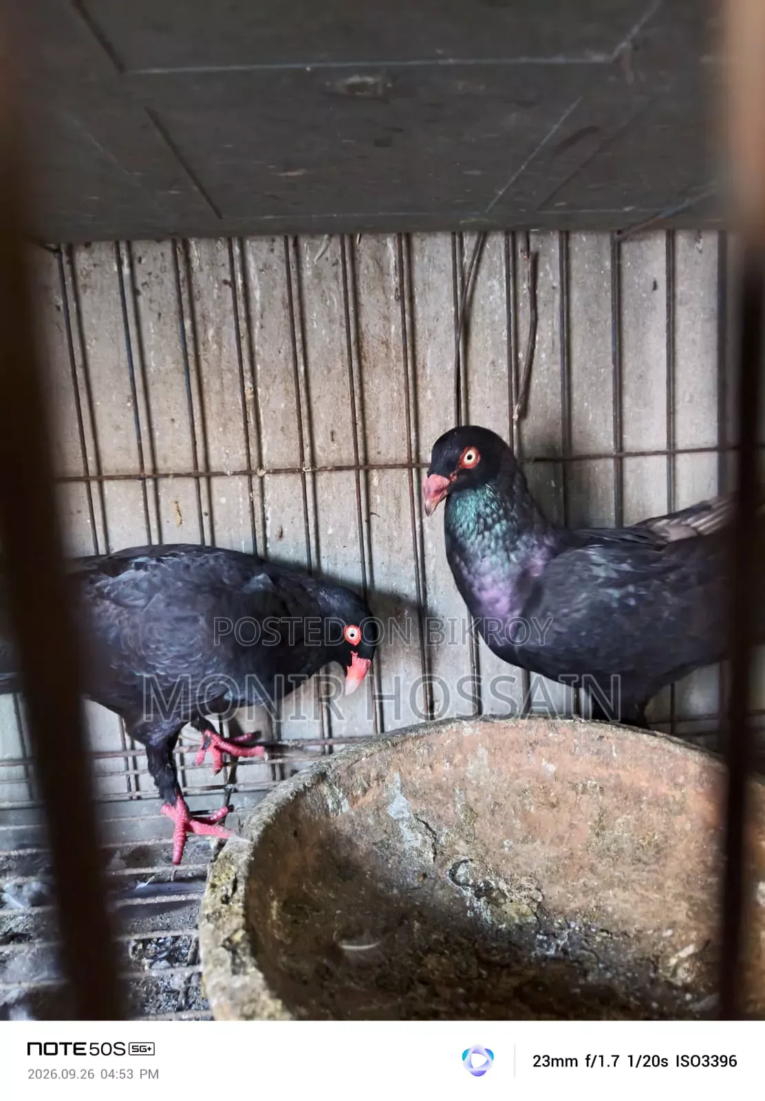 Black Danish Pigeon - Original