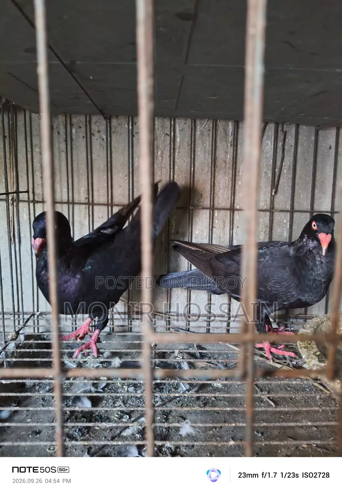 Black Danish Pigeon - Original