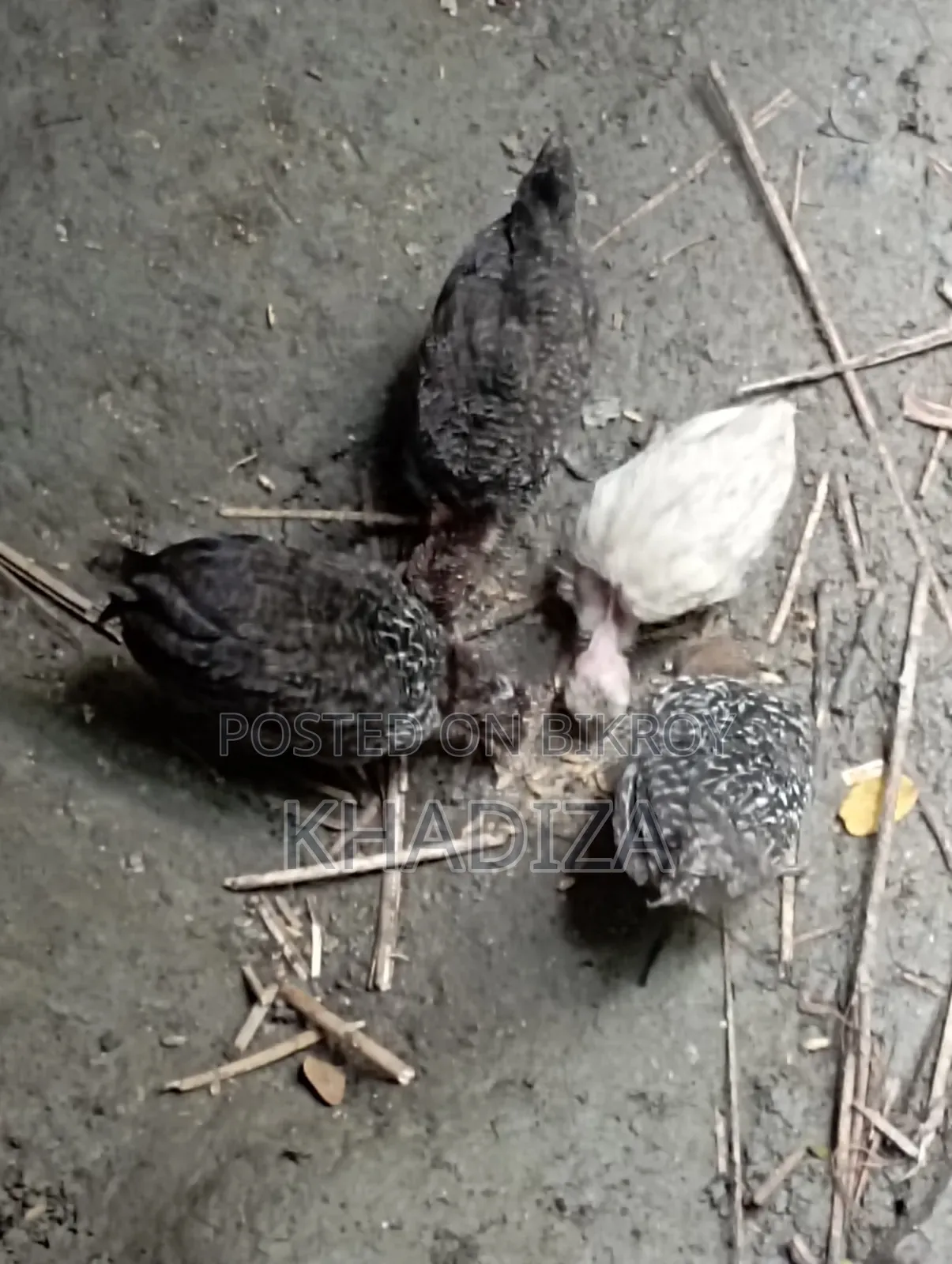 এক মাসের মুরগীর বাচ্চা