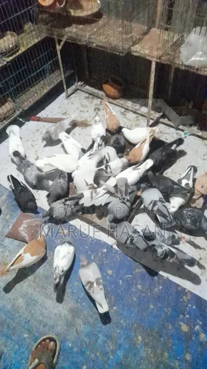 Racer Pigeons