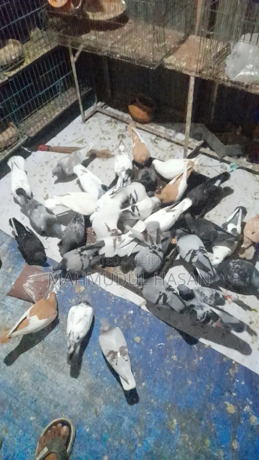 Racer Pigeons