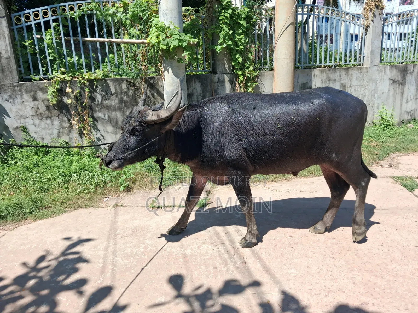 গরু বিক্রি