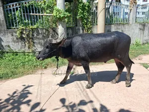 গরু বিক্রি