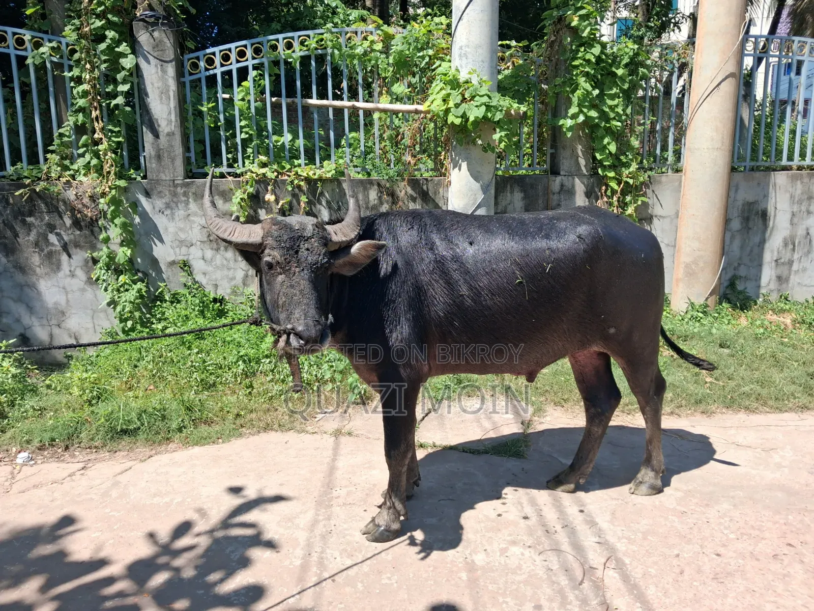 গরু বিক্রি