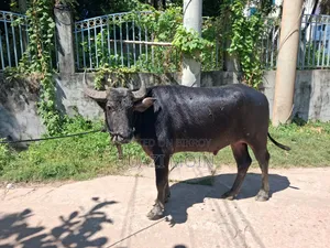 গরু বিক্রি