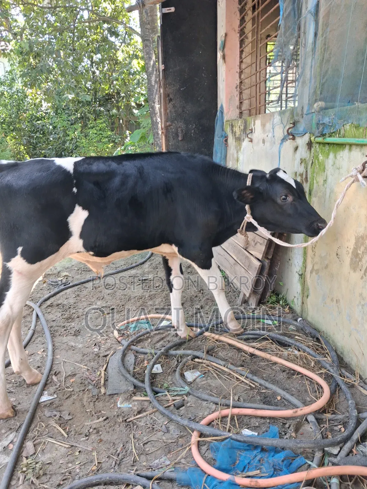 ২টি বকনা গরু ফ্রিজিয়ান গাভী