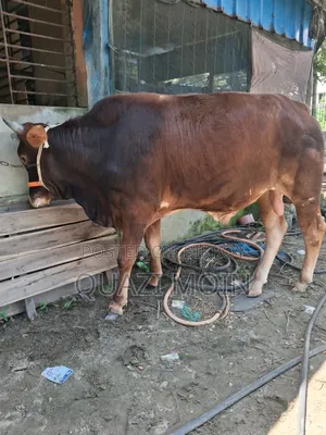 ষাঁড় গরু রেড ফিজিয়ান