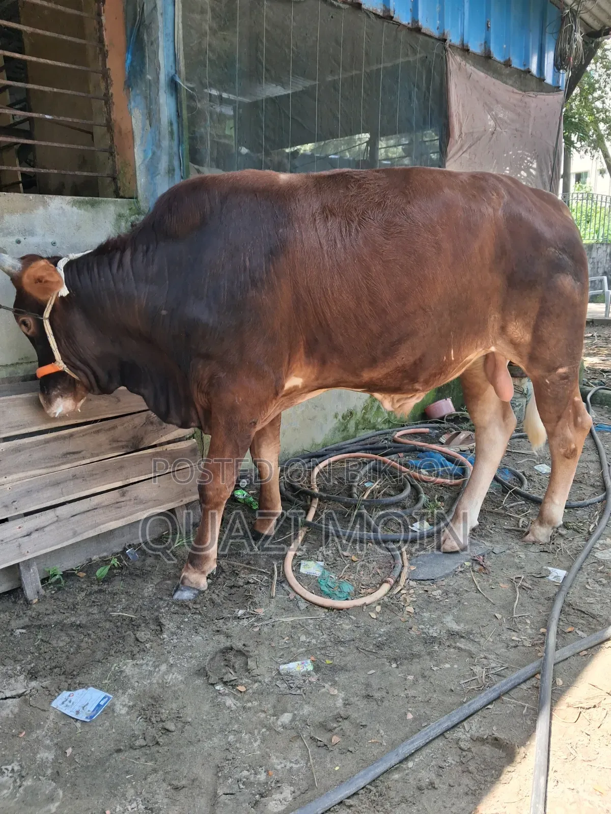 ষাঁড় গরু রেড ফিজিয়ান