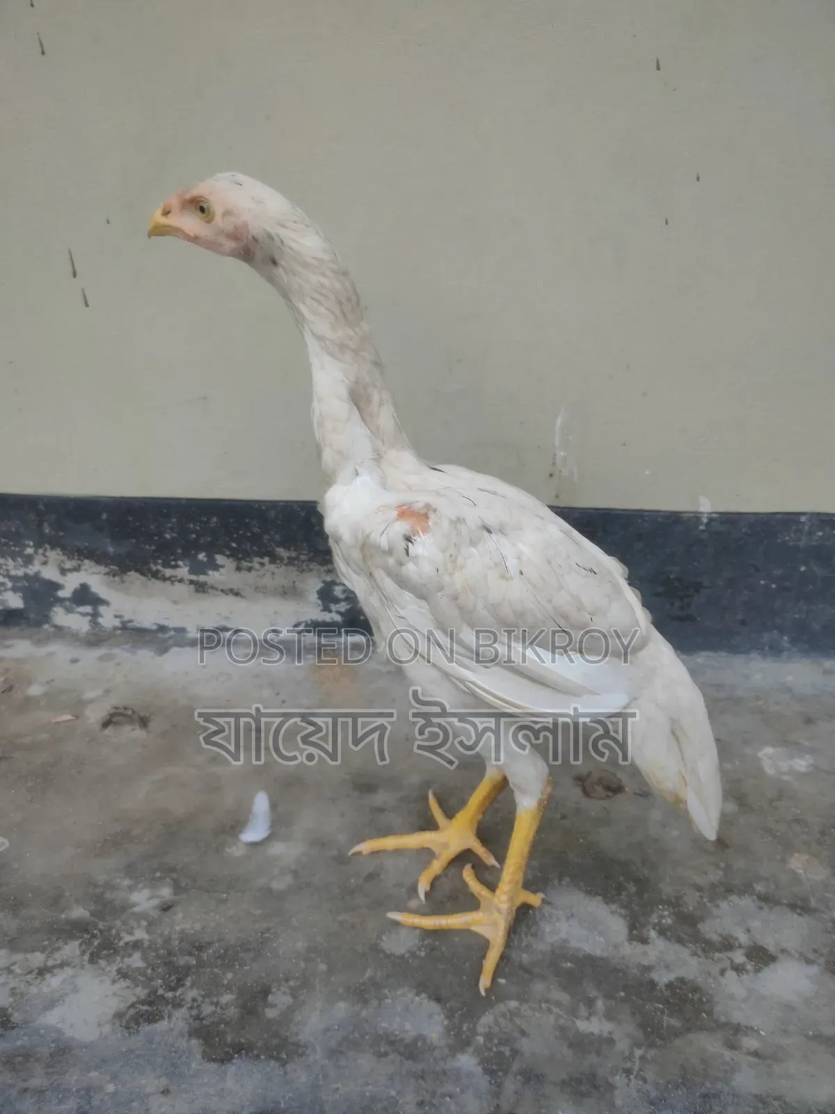 Asil Chicken Chicks for Sale