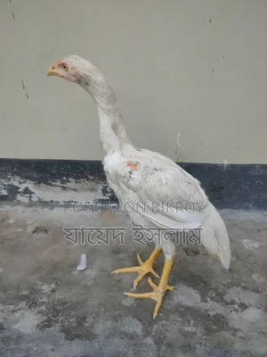 আসিল মুরগি বাচ্চা সেল হবে