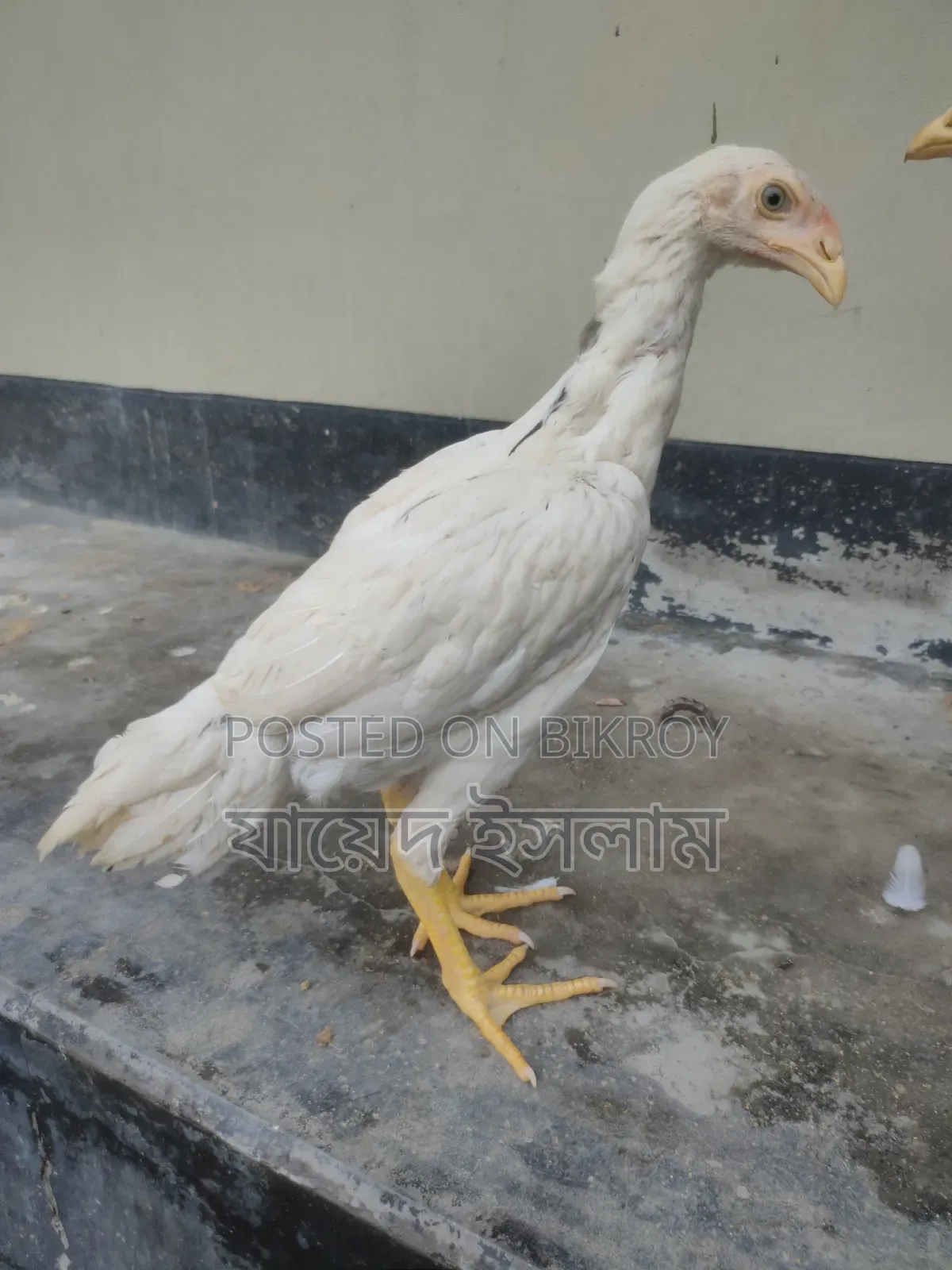 Asil Chicken Chicks for Sale