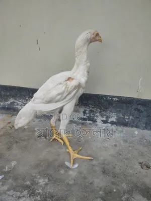 Asil Chicken Chicks for Sale