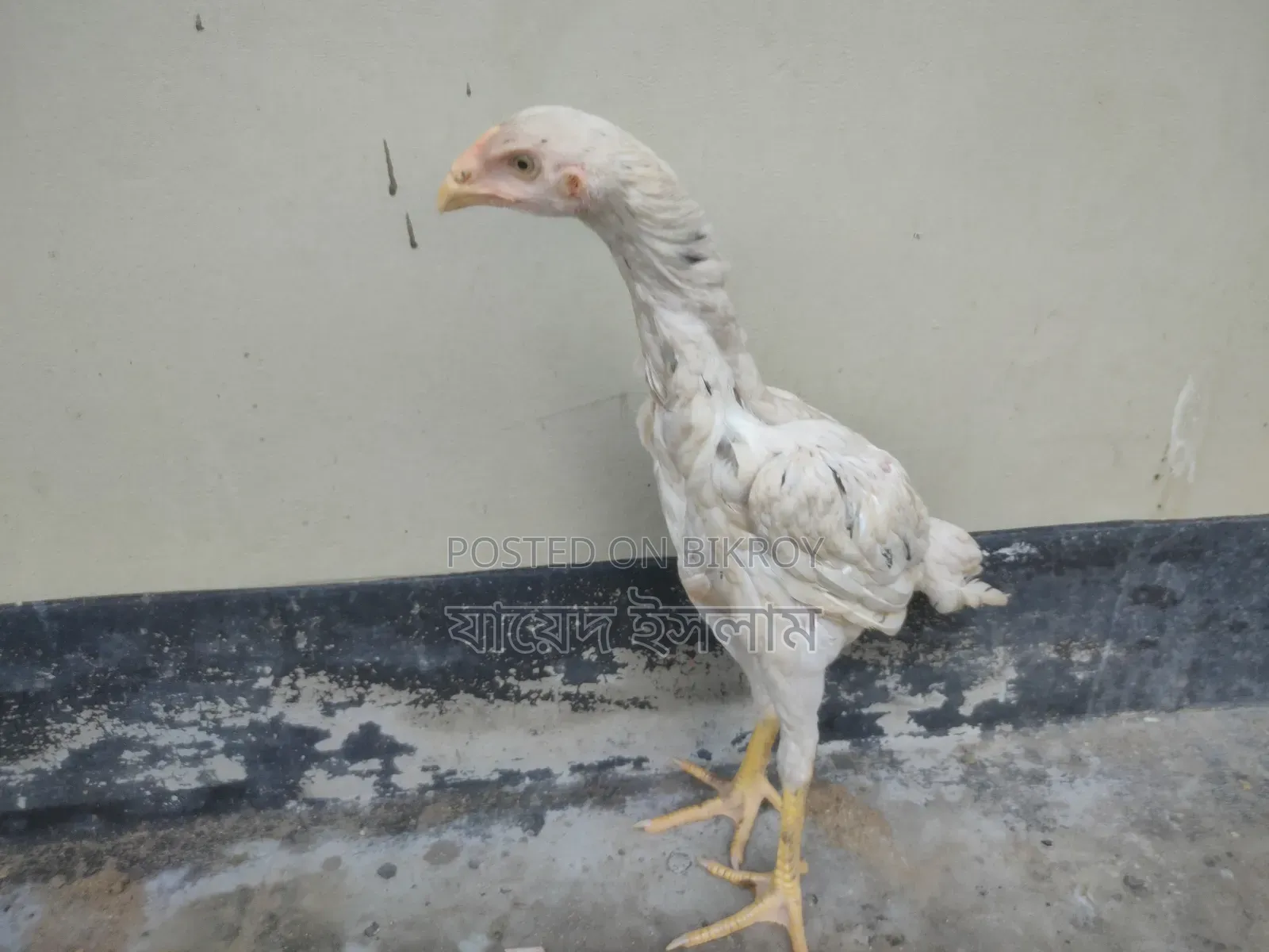 Asil Chicken Chicks for Sale