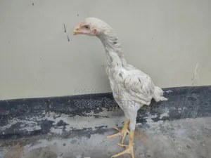 Asil Chicken Chicks for Sale