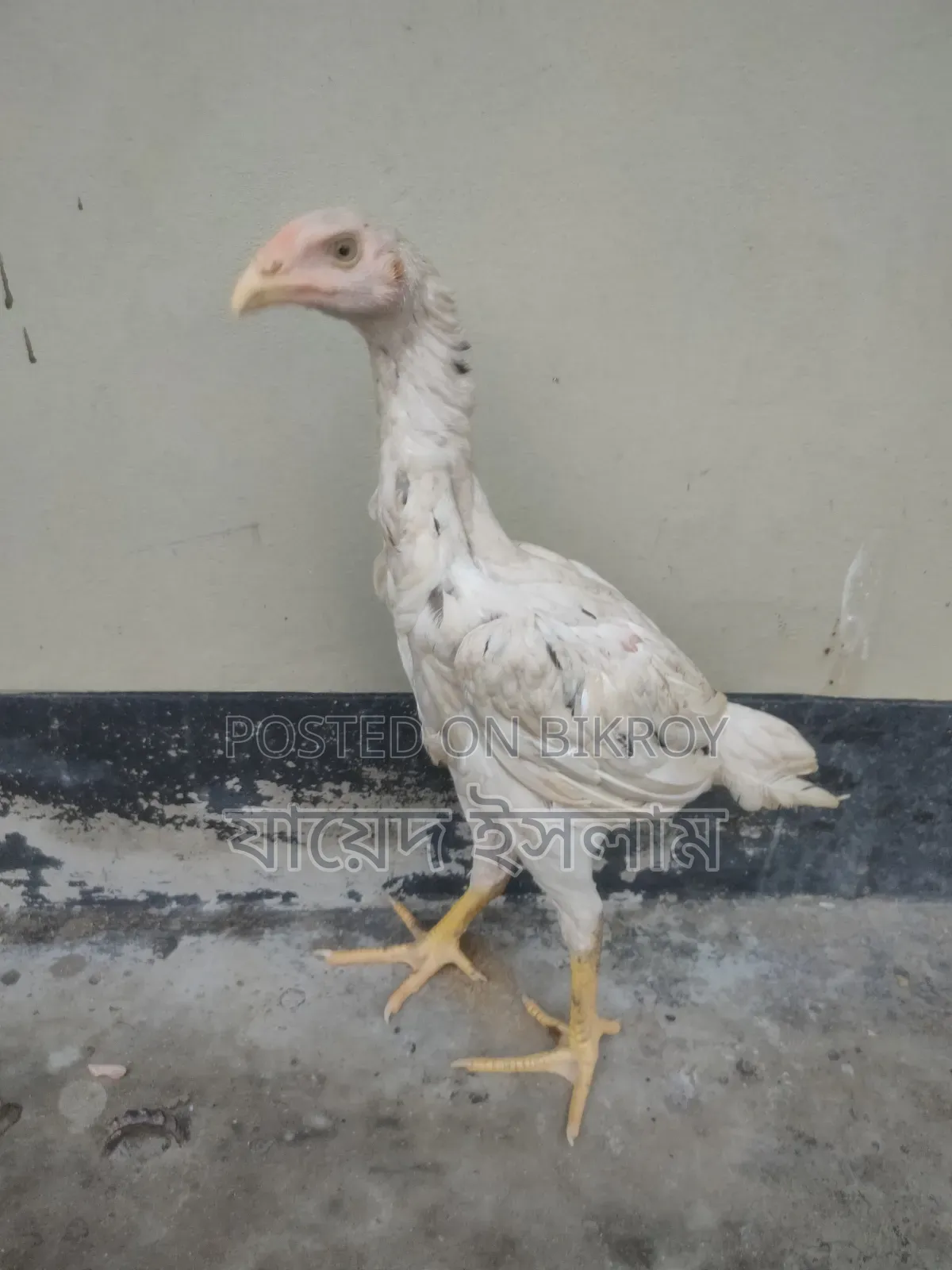 Asil Chicken Chicks for Sale