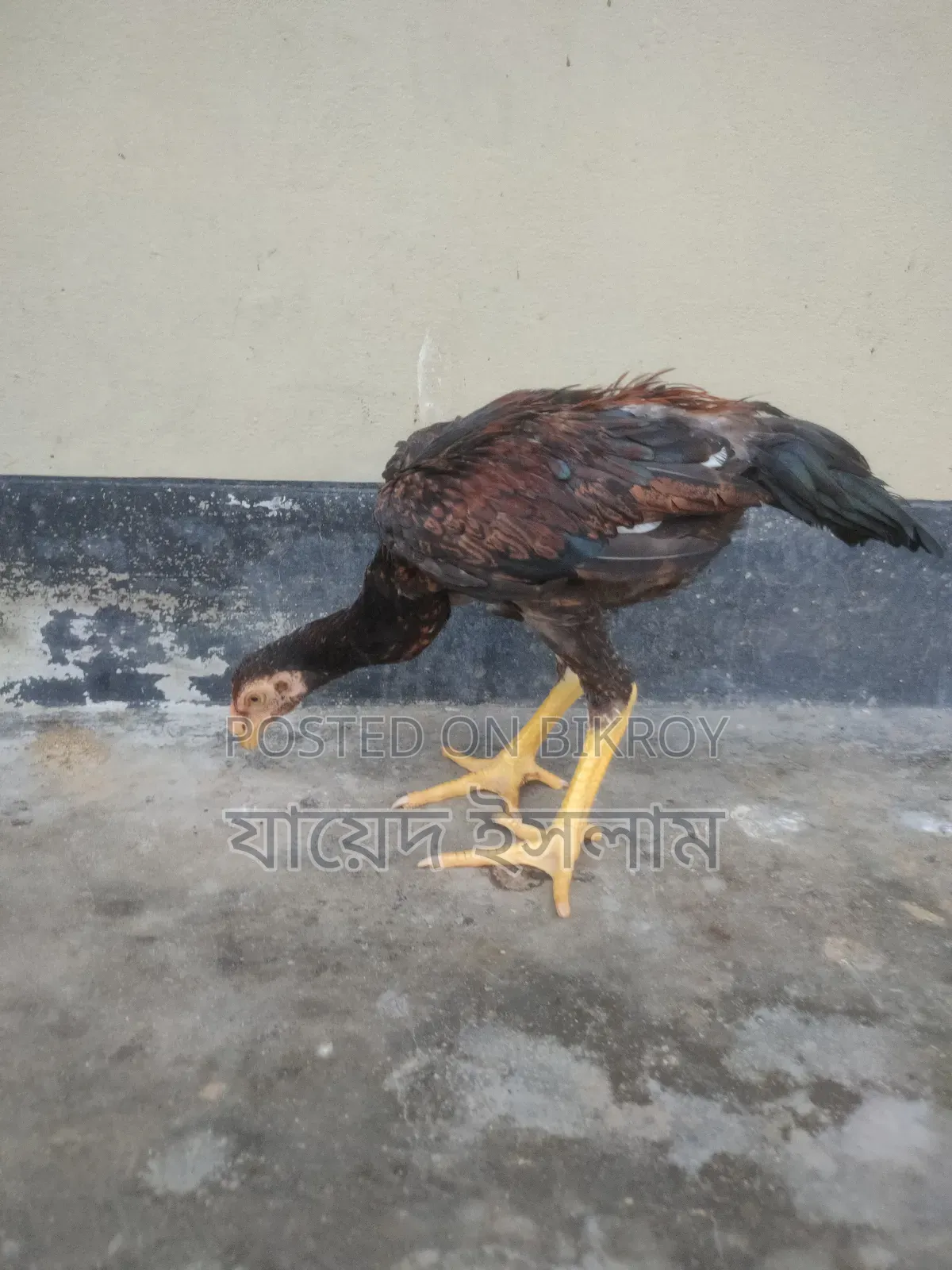 Asil Chicken Chicks for Sale
