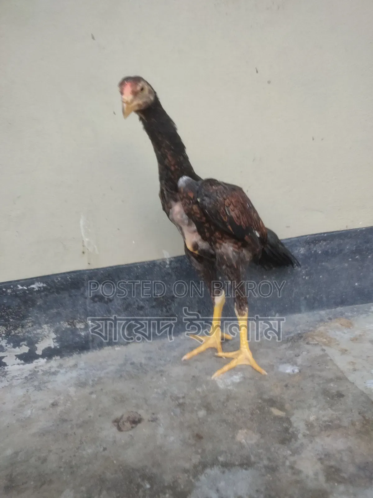 Asil Chicken Chicks for Sale