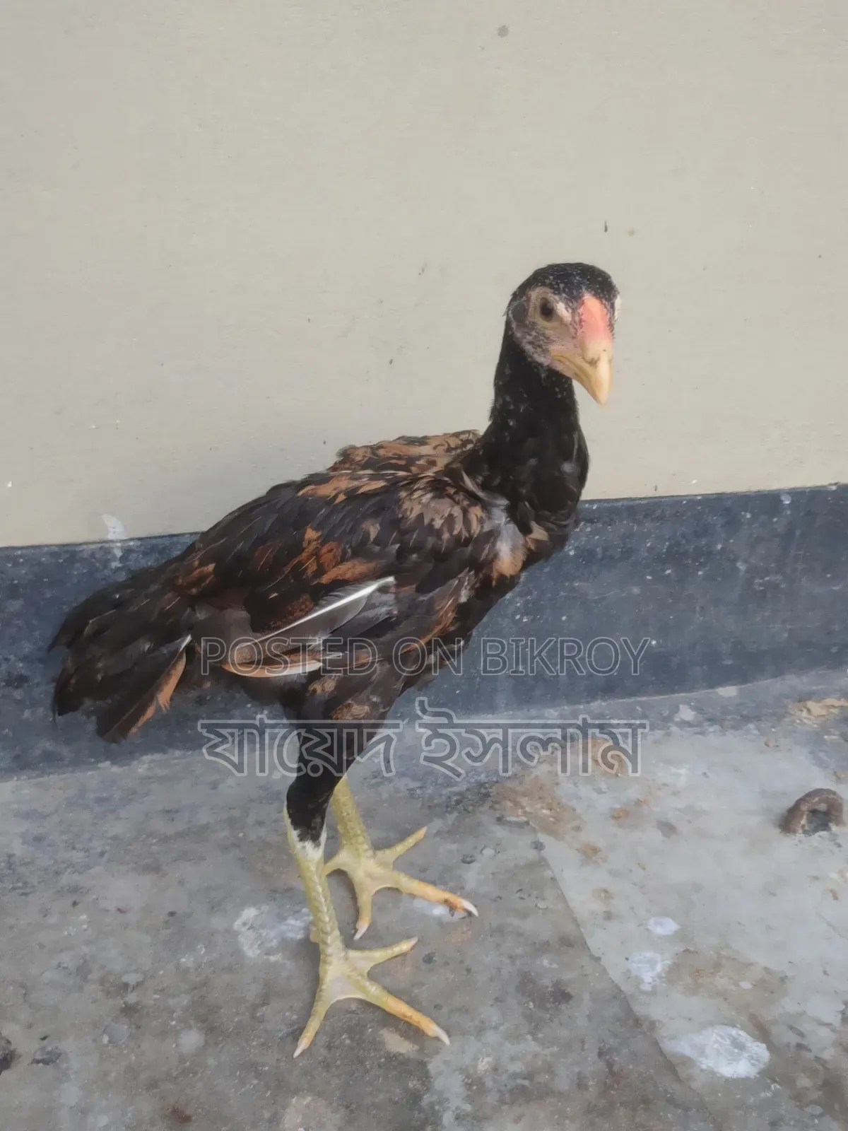 Asil Chicken Chicks for Sale
