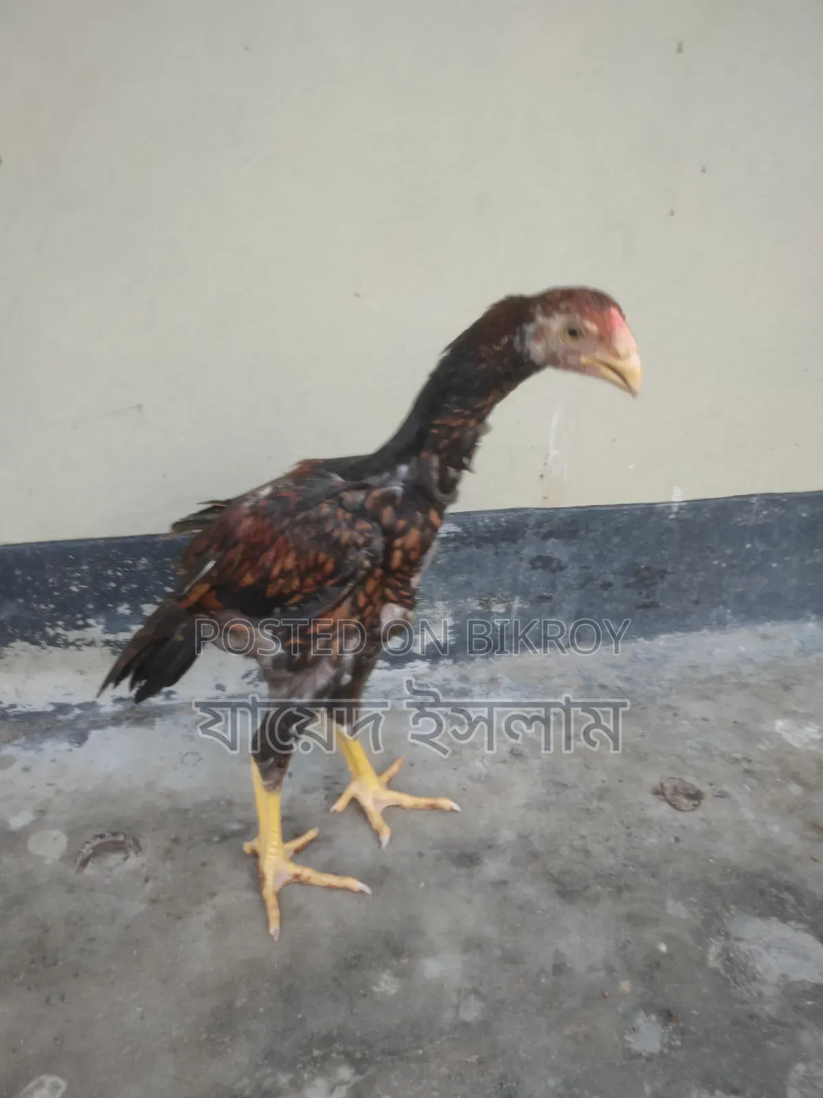Asil Chicken Chicks for Sale