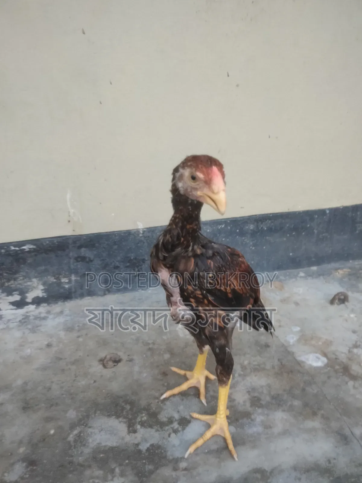 Asil Chicken Chicks for Sale