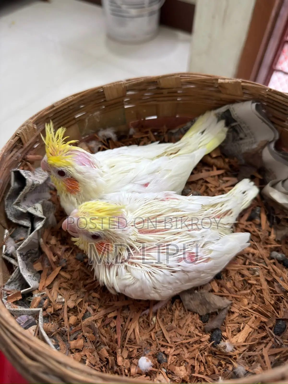 Cockatiel Tame Size Baby