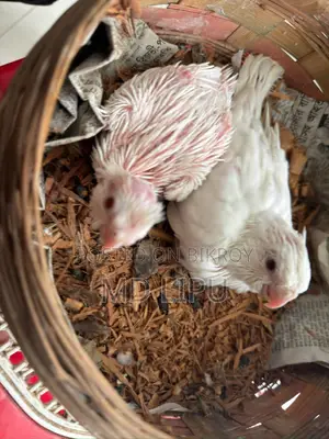 Cockatiel Tame Size Baby