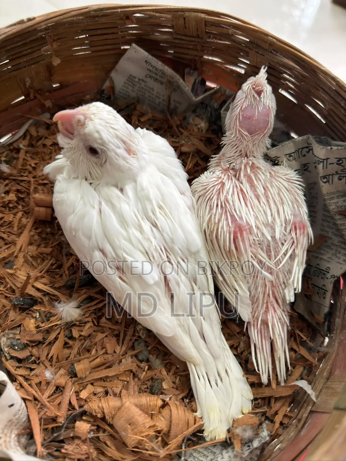 Cockatiel Tame Size Baby