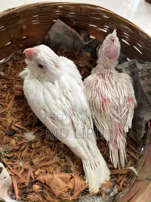Cockatiel Tame Size Baby