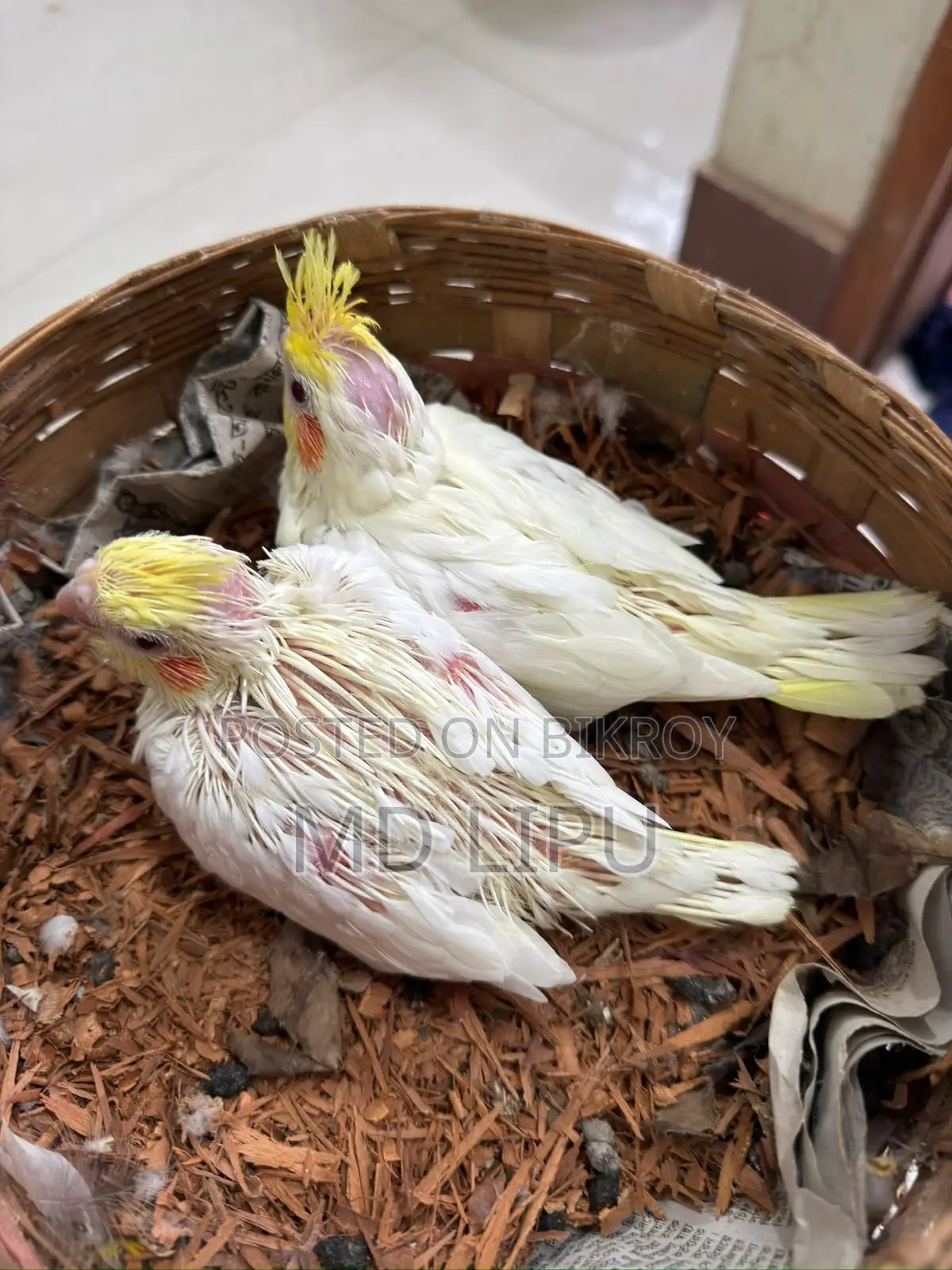 Cockatiel Tame Size Baby