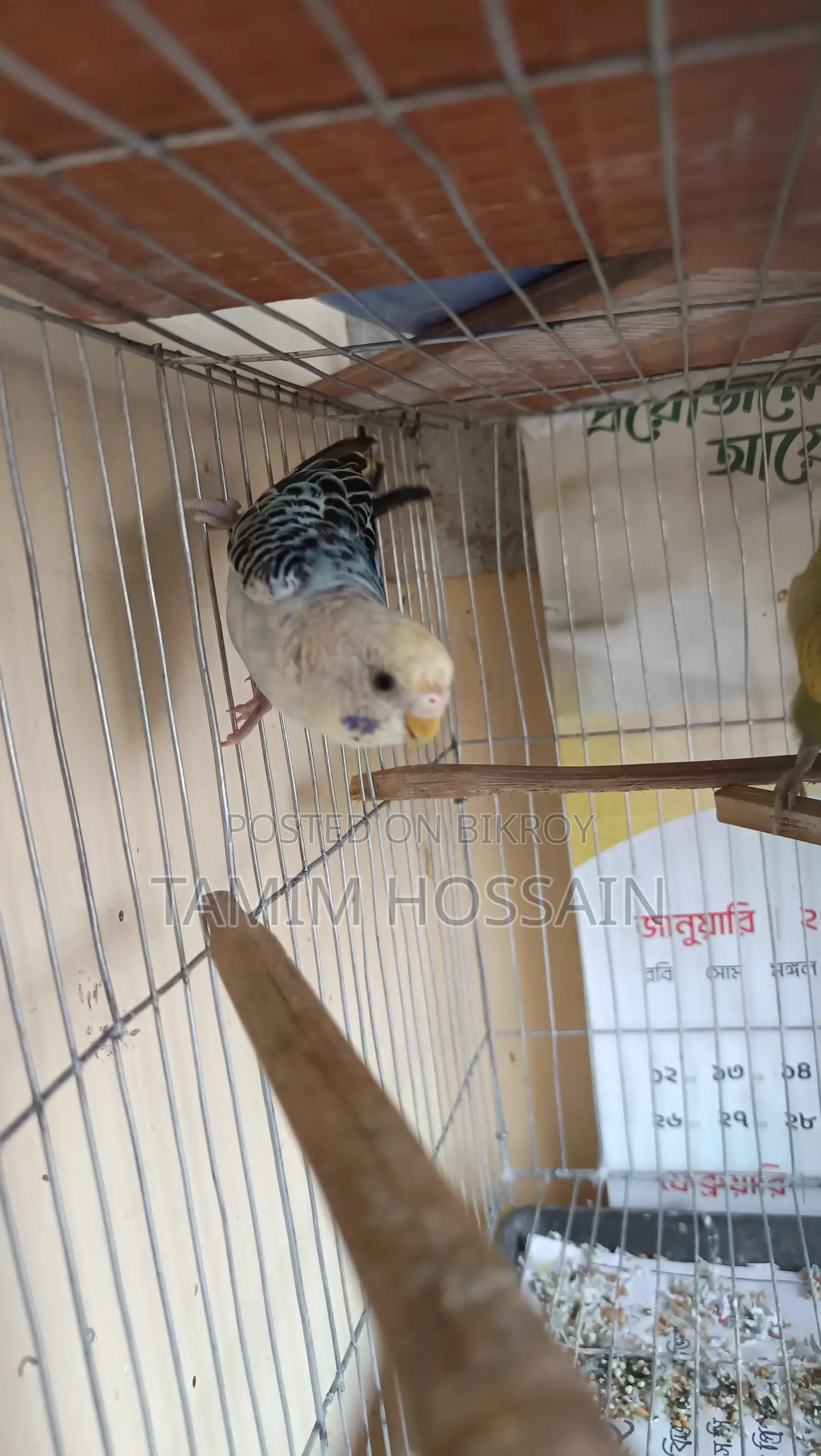 Budgerigar Birds for Sale