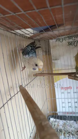 Budgerigar Birds for Sale