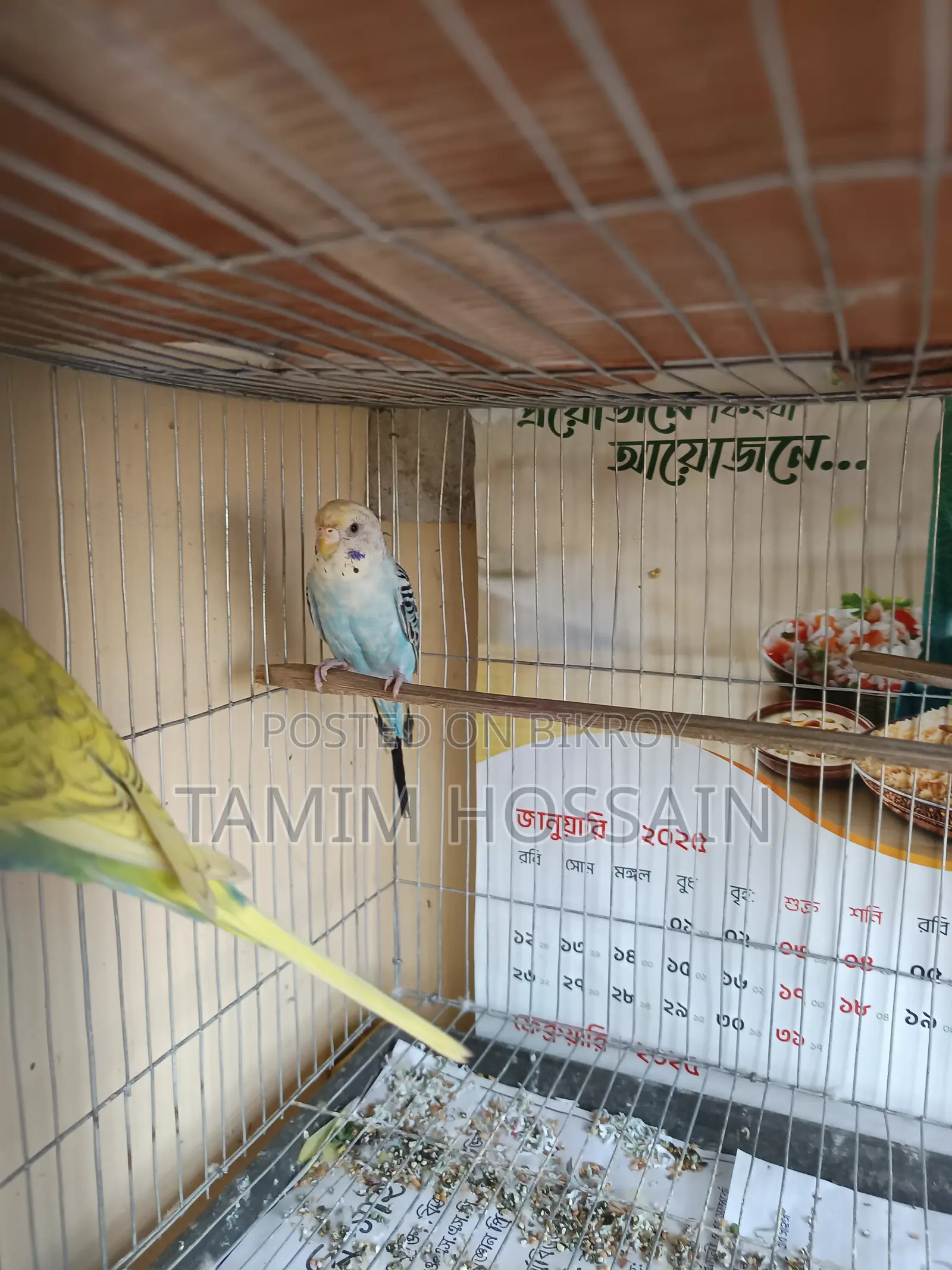 Budgerigar Birds for Sale