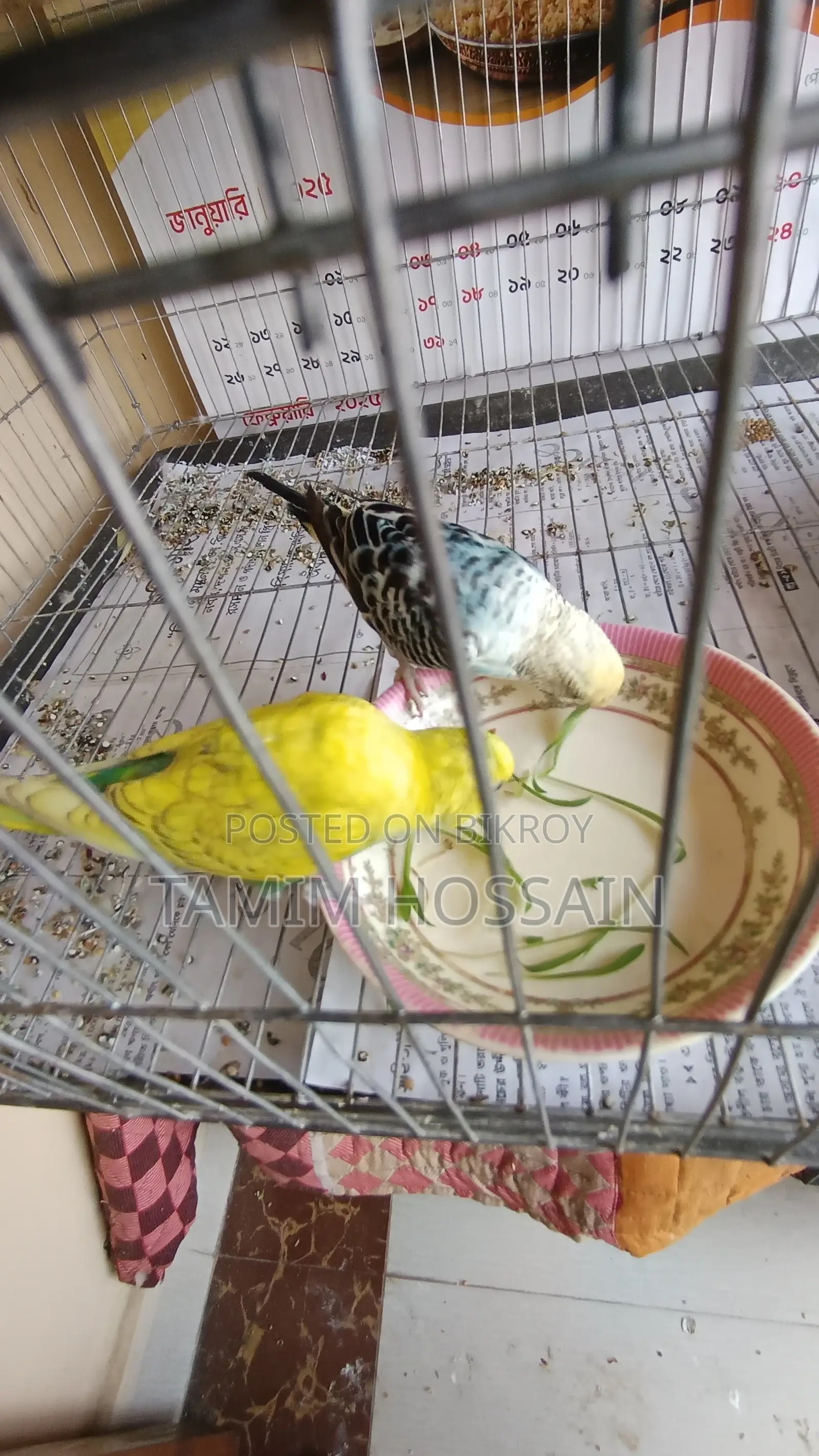 Budgerigar Birds for Sale