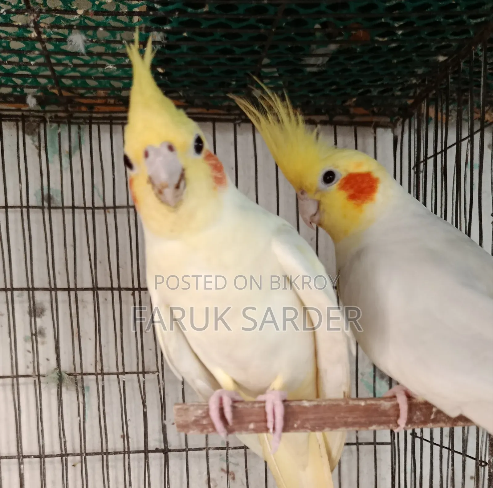বাচ্চাসহ জোড়া পাখি বিক্রি