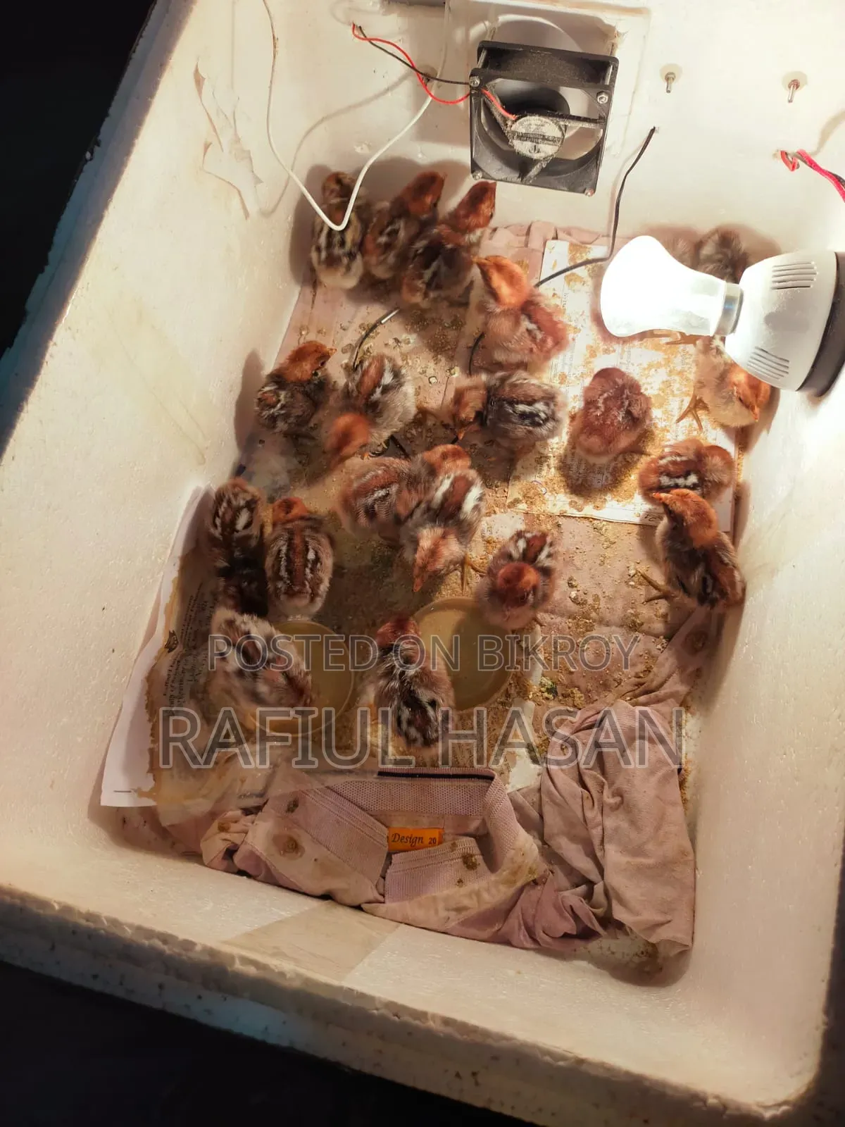 ফাওমি মুরগির বাচ্চা