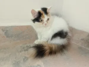 1-3 months Female Purebred Cat