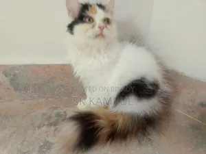 1-3 months Female Purebred Cat