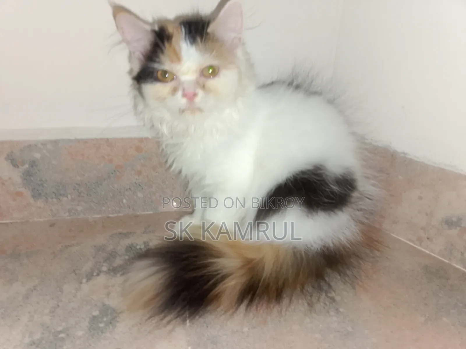 1-3 months Female Purebred Cat