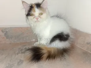 1-3 months Female Purebred Cat