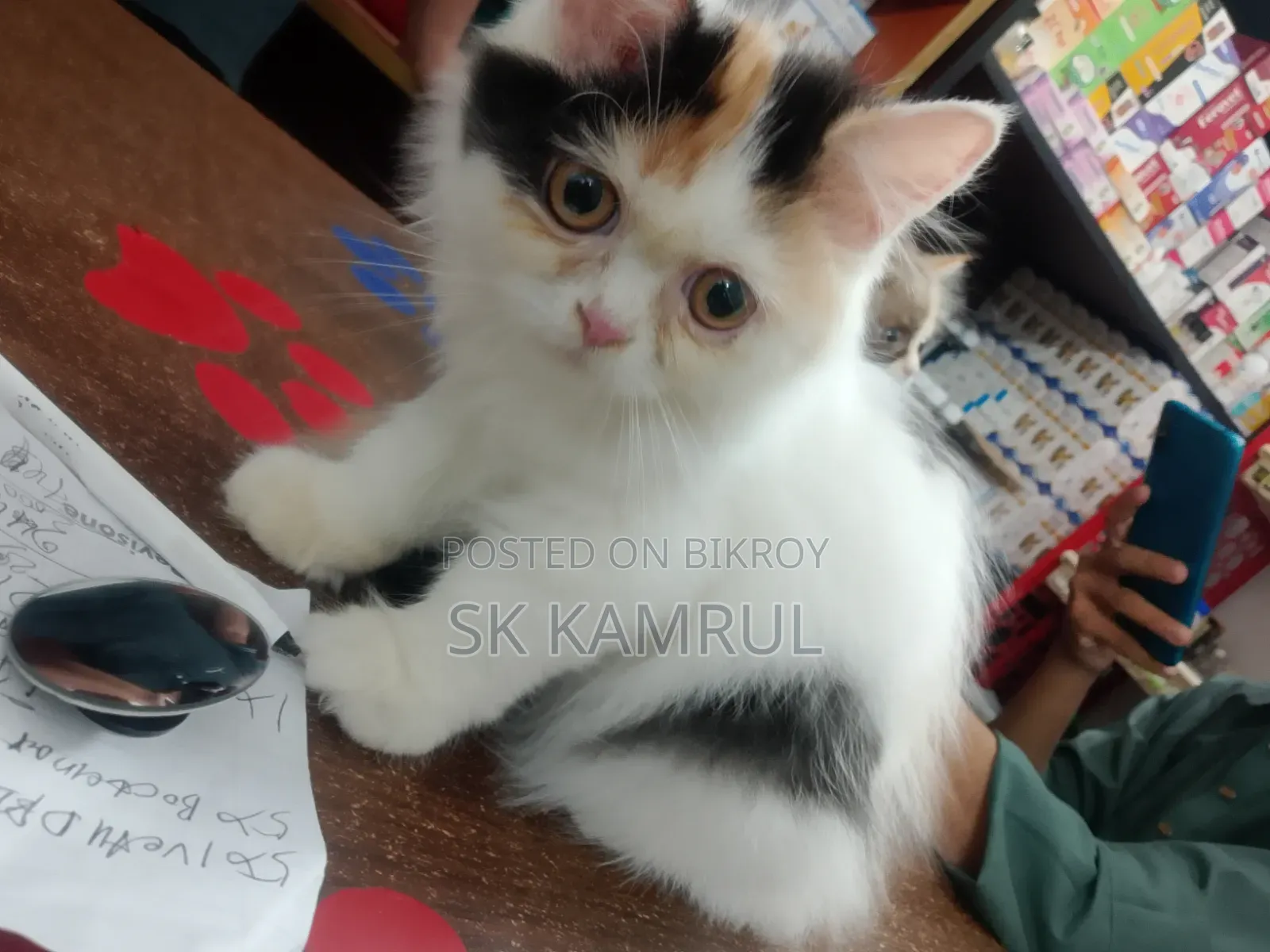 1-3 months Female Purebred Cat