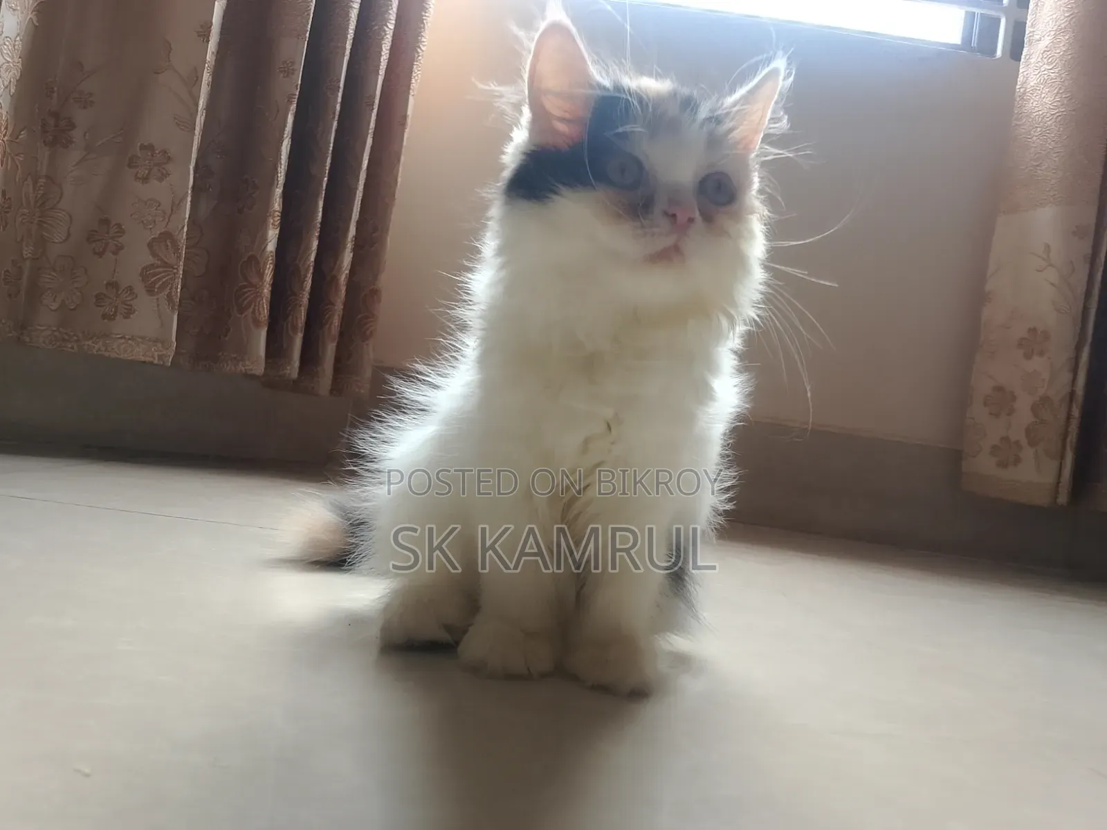 1-3 months Female Purebred Cat